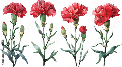 Set of Watercolor red carnation flower isolated on a transparent background. Botanical clipart, hand drawn vector illustration