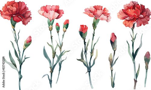 Set of Watercolor red carnation flower isolated on a transparent background. Botanical clipart, hand drawn vector illustration