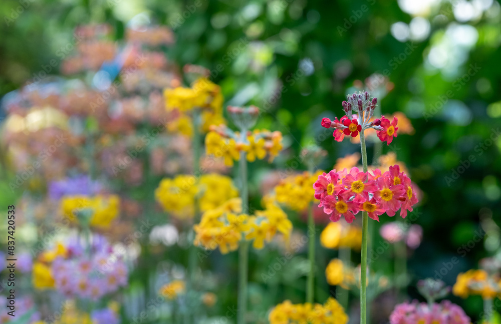 Cluster of colourful candelabra primulas growing beside a stream of flowing water, at Wisley garden, Woking, Surrey UK. Cluster of colourful candelabra primulas growing beside a stream of flowing water, at Wisley garden, Woking, Surrey UK.