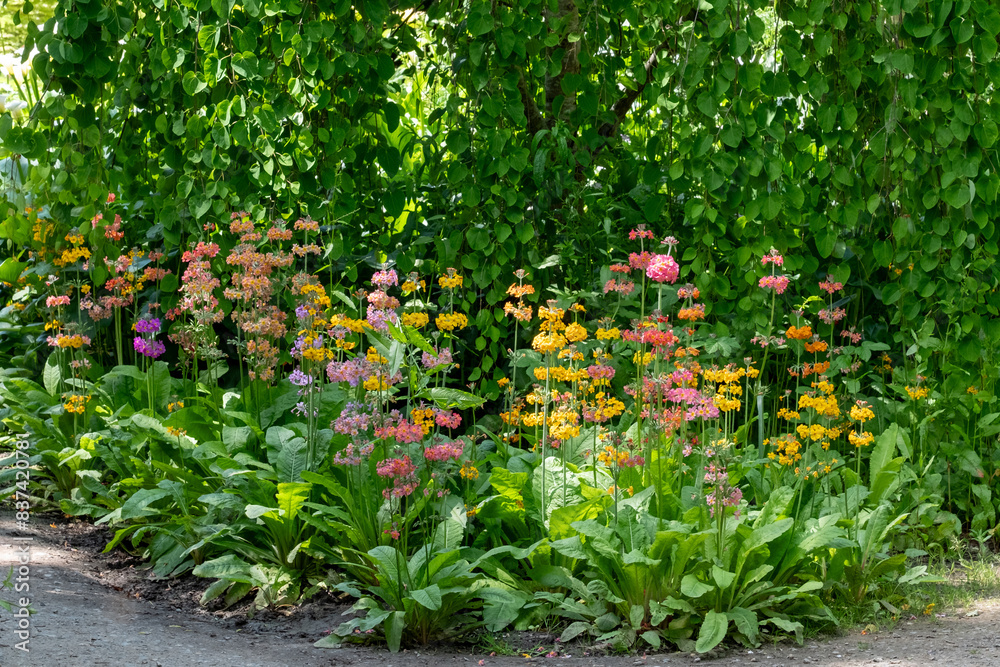 Cluster of colourful candelabra primulas growing beside a stream of flowing water, at Wisley garden, Woking, Surrey UK. Cluster of colourful candelabra primulas growing beside a stream of flowing water, at Wisley garden, Woking, Surrey UK.