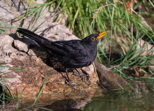 blackbird drinking