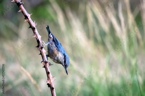 blue bird on a branch
