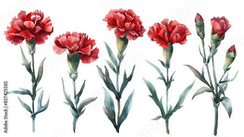 Set of Watercolor red carnation flower isolated on a transparent background. Botanical clipart, hand drawn illustration