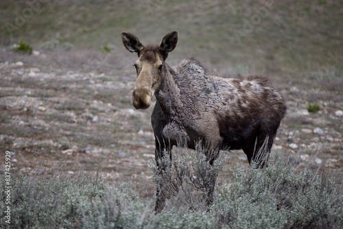Moose Grand Teton National Park