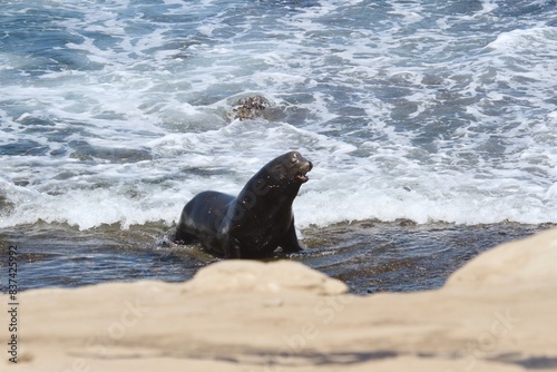 seal on the beach