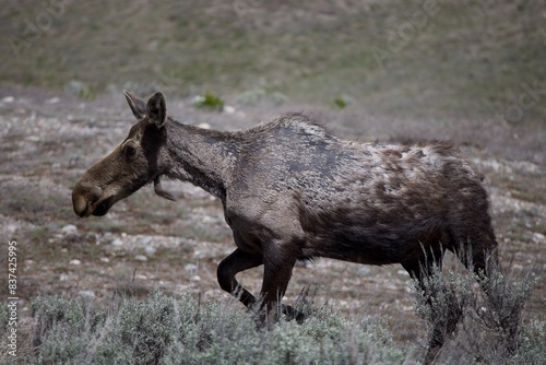 moose grand teton national park cow