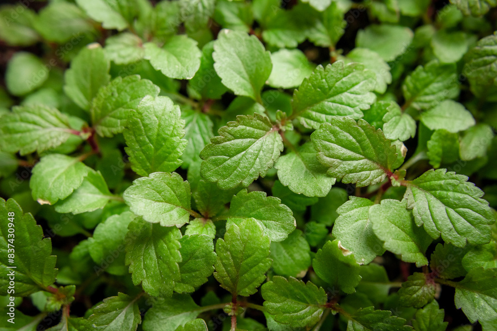 Foto de Seedlings of Verbena bonariensis germinating after stratification in cold temperature