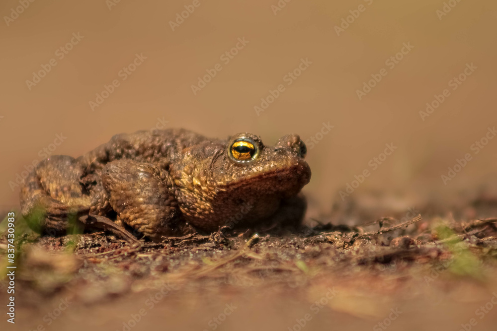 Obraz premium Bufo bufo, Common toad, European toad close up