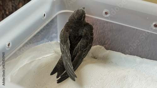 Quadro su tela A juvenile Apus apus fostered in a wildlife rehabilitation center after being fo