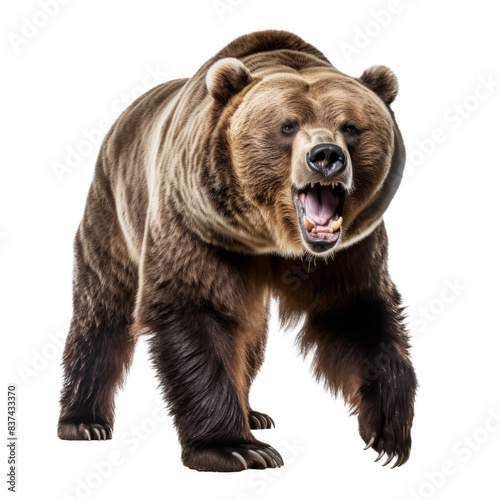 Majestic Grizzly Bear Illustration, Isolated on Transparent Background. Capture the Wild Essence with this Detailed and Powerful Bear Image.