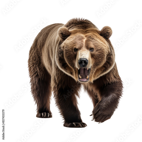 Majestic Grizzly Bear Isolated Image: Capture the raw power and fierce beauty of a grizzly bear, perfectly presented on a transparent background for versatile use.