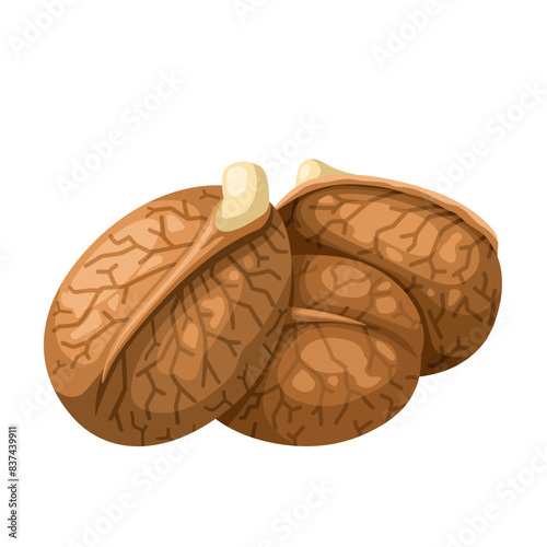 Vector illustration of breadnut seeds, scientific name Artocarpus camansi, isolated on white background. photo