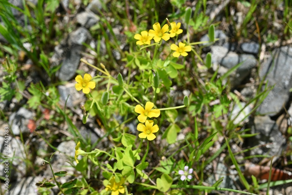 Fototapeta premium Yellow sorrel (Oxslis corniculata) flowers. Oxalidaceae perennial plants native to Japan. Five-petal yellow flowers bloom from spring to autumn.