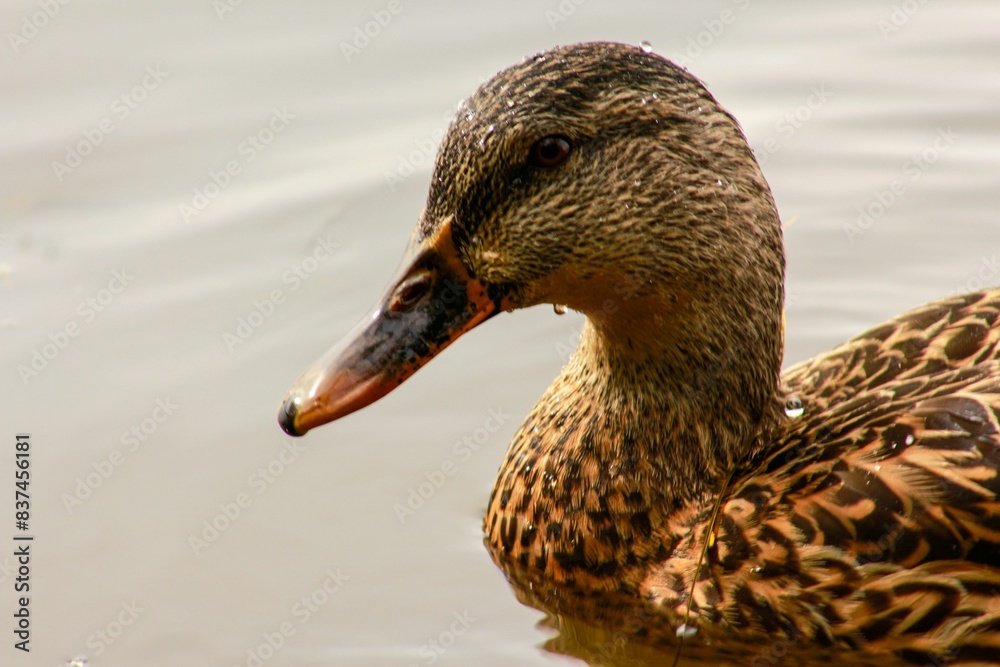 Duck swimming near a riverbank on the water Duck swimming near a riverbank on the water