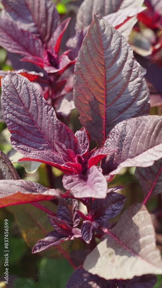 Organic vegetables red amaranth are grown in plots