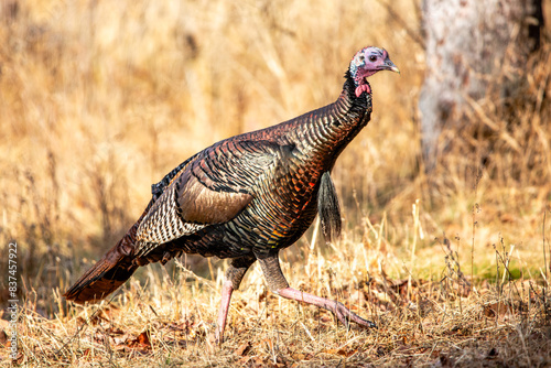 Fotografie Male eastern wild turkey (Meleagris gallopavo) in a Wisconsin field in autumn
