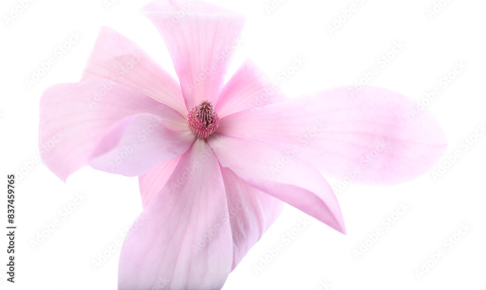 Beautiful pink magnolia flower isolated on white Beautiful pink magnolia flower isolated on white