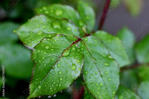 Rain Drops on Green Leaves. 