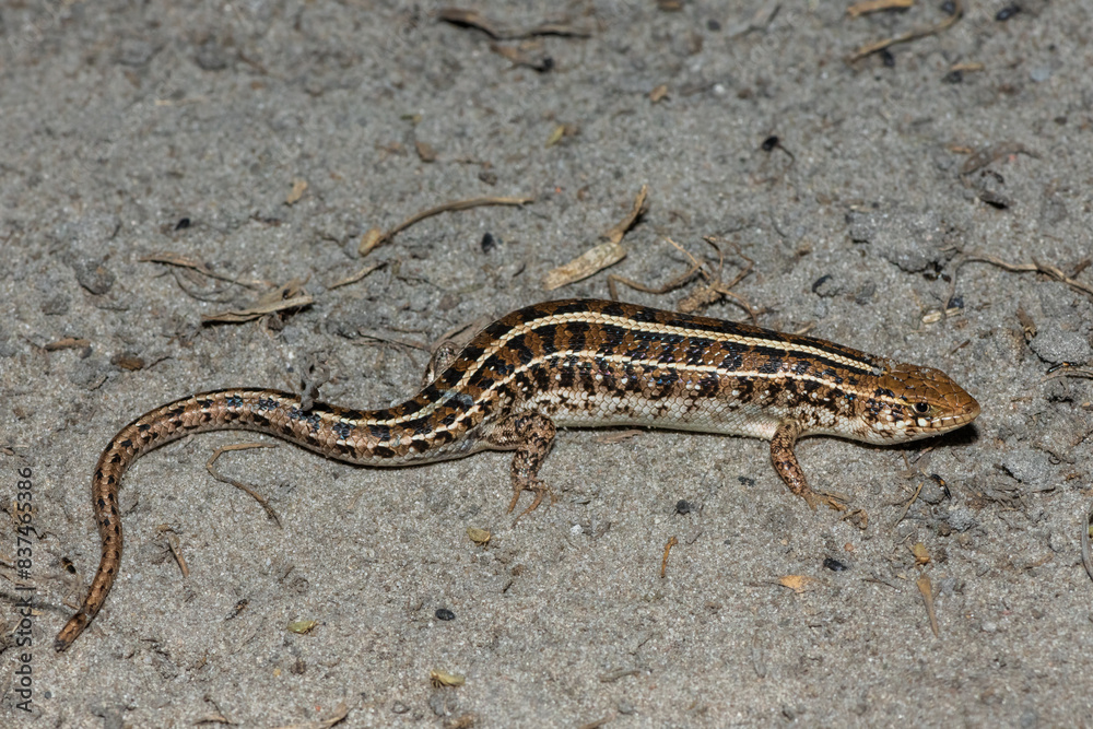 A beautiful Cape Skink (Trachylepis capensis) found in the Liuwa Plains National Park in Zambia, confirming its existence in the area A beautiful Cape Skink (Trachylepis capensis) found in the Liuwa Plains National Park in Zambia, confirming its existence in the area