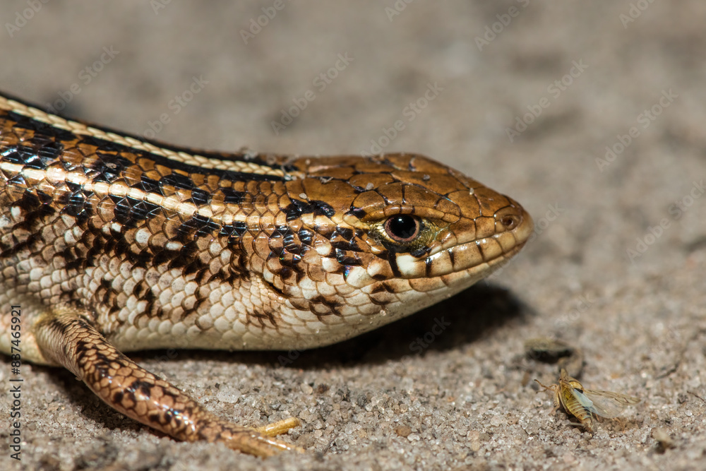 A beautiful Cape Skink (Trachylepis capensis) found in the Liuwa Plains National Park in Zambia, confirming its existence in the area A beautiful Cape Skink (Trachylepis capensis) found in the Liuwa Plains National Park in Zambia, confirming its existence in the area