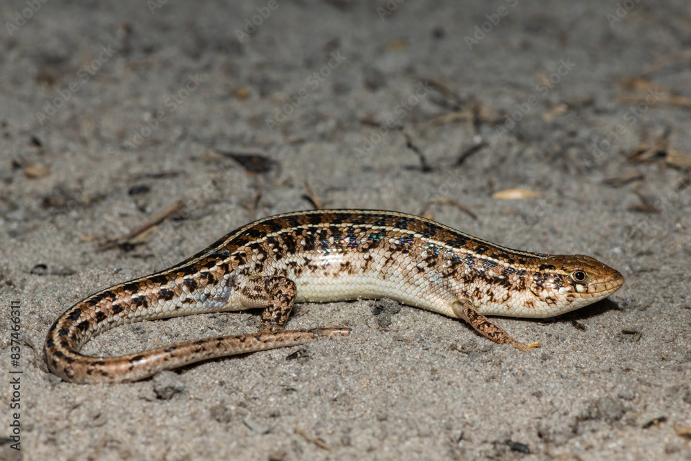 A beautiful Cape Skink (Trachylepis capensis) found in the Liuwa Plains National Park in Zambia, confirming its existence in the area A beautiful Cape Skink (Trachylepis capensis) found in the Liuwa Plains National Park in Zambia, confirming its existence in the area