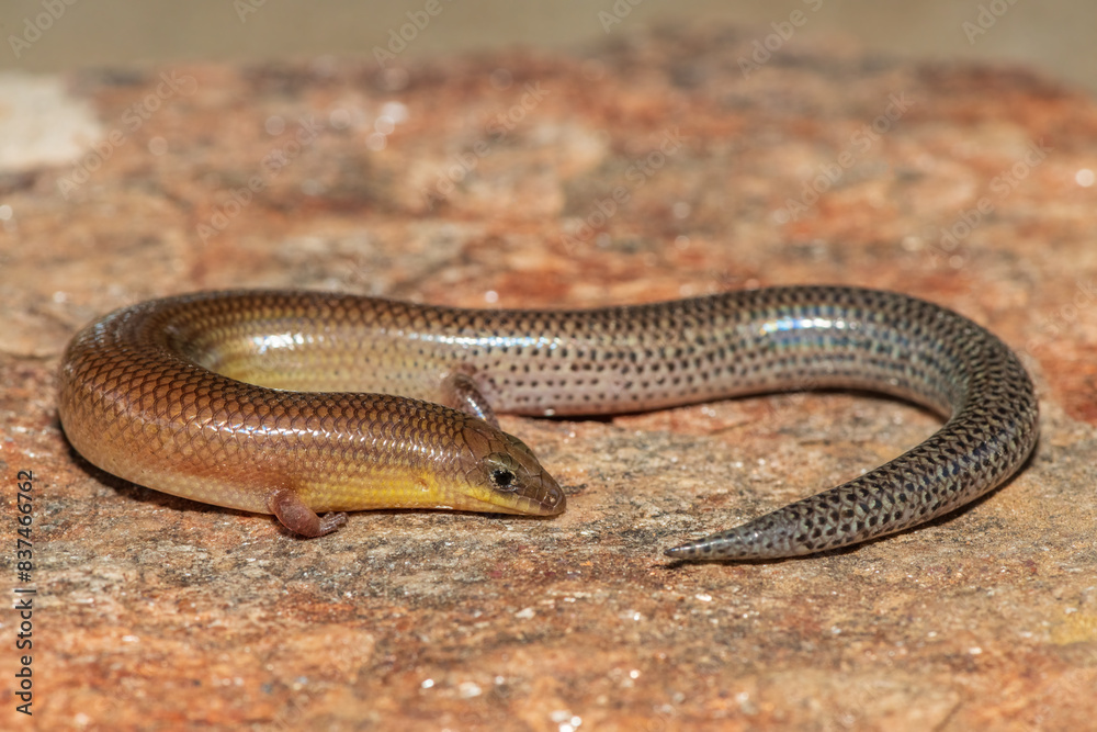 A cute Sundevall's Writhing Skink (Mochlus sundevallii), also known as Peters' eyelid skink, or Peters' writhing skink, photographed on a rock in the wild A cute Sundevall's Writhing Skink (Mochlus sundevallii), also known as Peters' eyelid skink, or Peters' writhing skink, photographed on a rock in the wild
