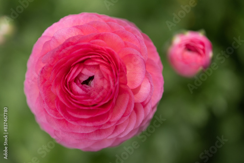 Ranuncula Blooming in Spring photo