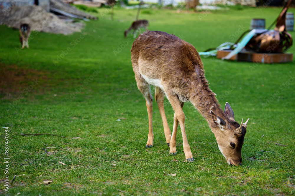 Young deer is grazing on lush green grass in park in Niemodlin castle on sunny day Young deer is grazing on lush green grass in park in Niemodlin castle on sunny day