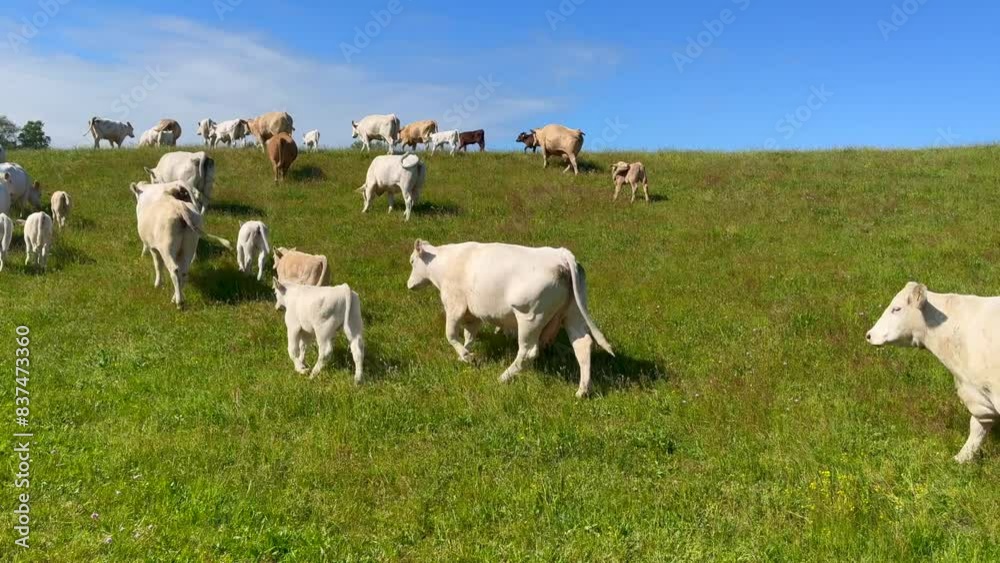 Charolais cattle with calves on pasture in Hagestad, Ystad municipality, Skane county, Sweden, Scandinavia, Europe Charolais cattle with calves on pasture in Hagestad, Ystad municipality, Skane county, Sweden, Scandinavia, Europe