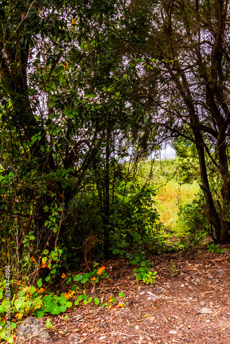 Wallpaper Mural Vegetación en la Corujera, Tenerife. Torontodigital.ca