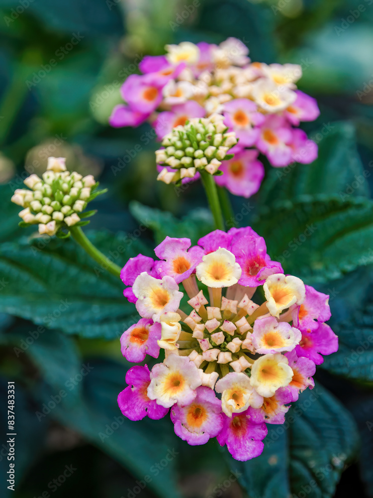 Macro photography of pink and yellow lantana cluster flowers, captured in a garden in the eastern Andean mountains of central Colombia. Macro photography of pink and yellow lantana cluster flowers, captured in a garden in the eastern Andean mountains of central Colombia.