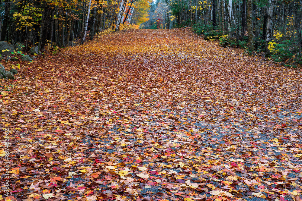 New England autumn with leaves covering the road and maple trees on the side New England autumn with leaves covering the road and maple trees on the side