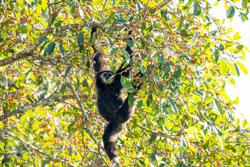 Black gibbons come to eat fruit in Khao Yai National Park