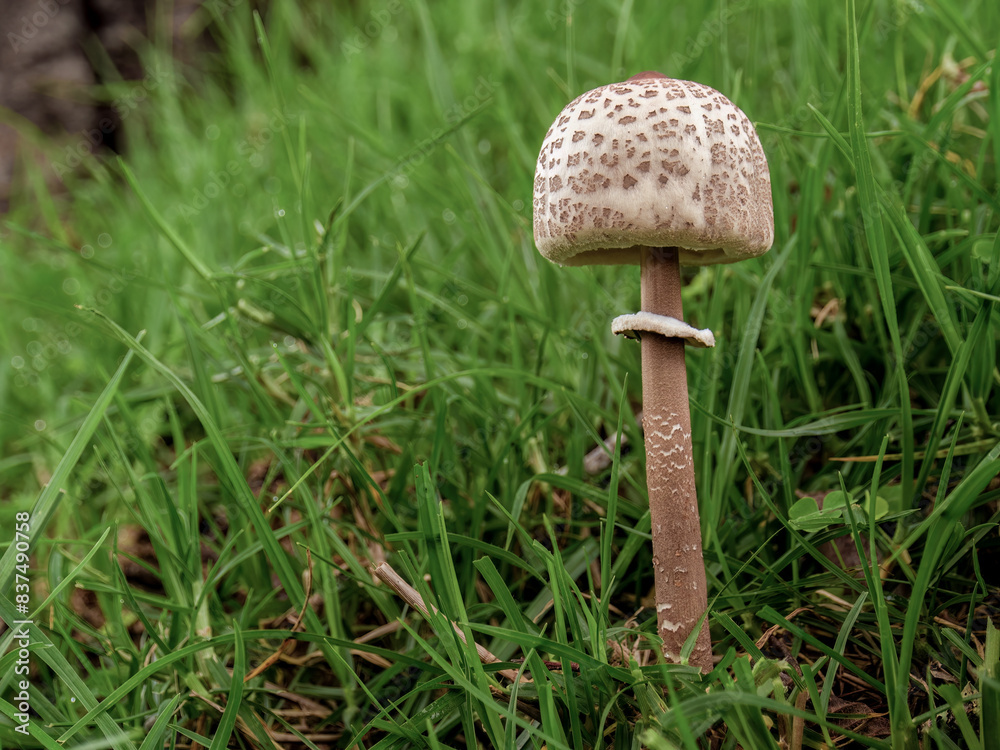 Close-up photography of a parasol mushroom growing in the soil of a fores, in a farm in the eastern Andean mountains of central Colombia. Close-up photography of a parasol mushroom growing in the soil of a fores, in a farm in the eastern Andean mountains of central Colombia.