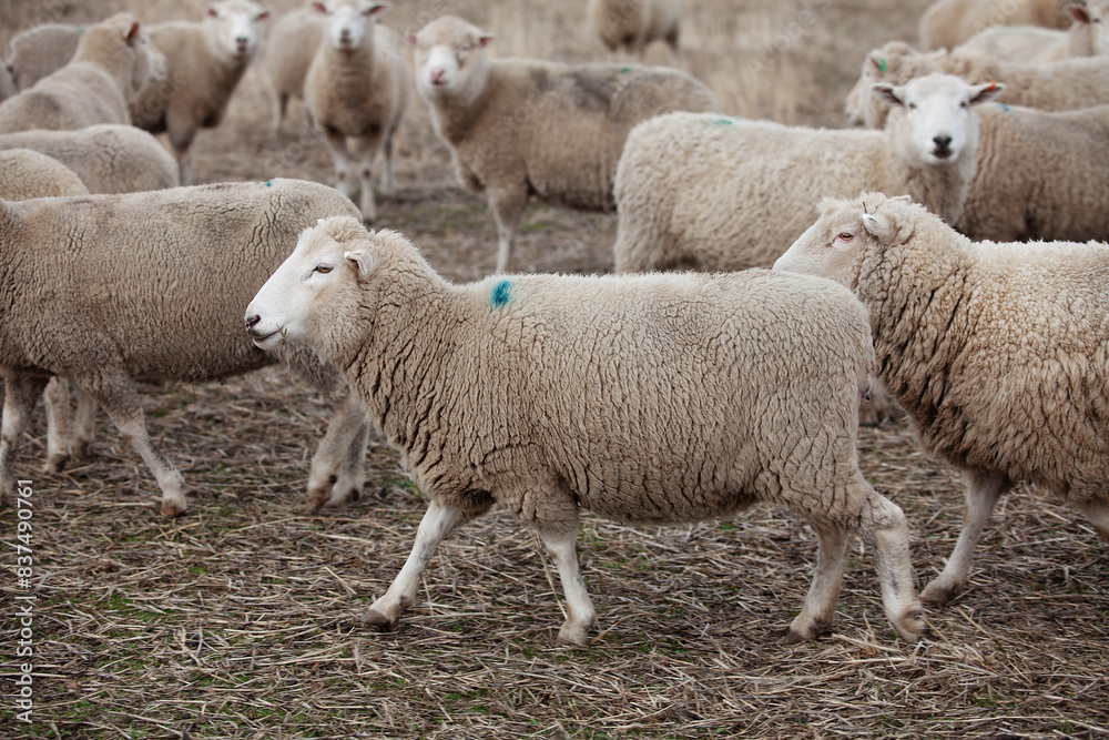 Sheep in paddock Tasmania