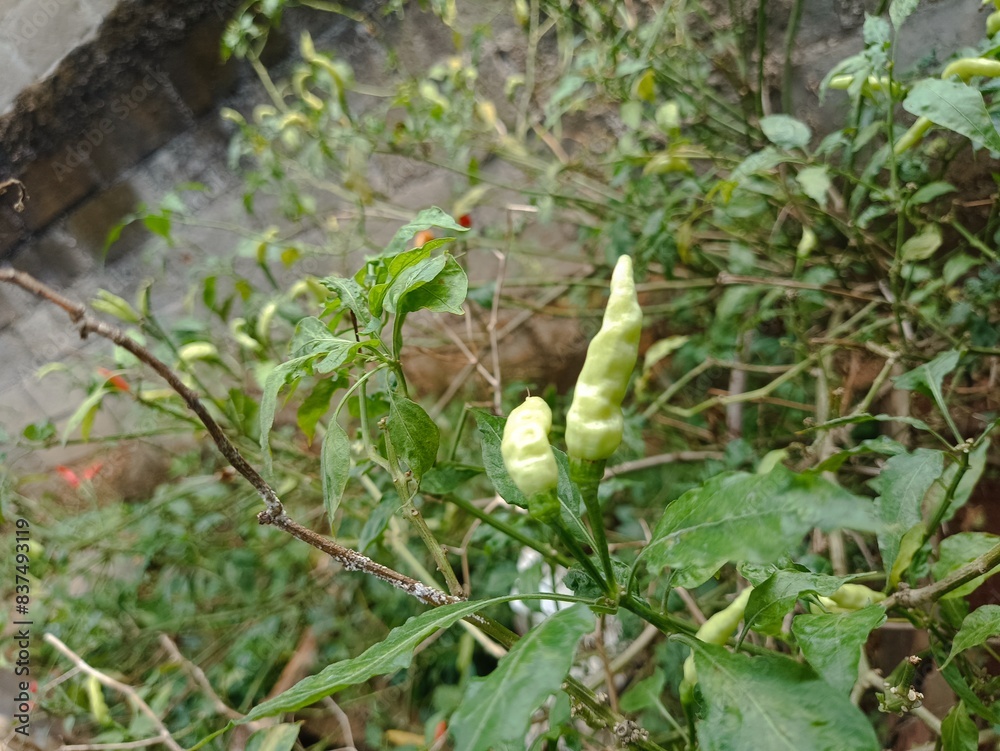 chili garden that is harvested behind the house in the morning chili garden that is harvested behind the house in the morning
