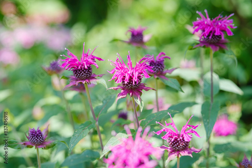 タイマツバナの花 photo