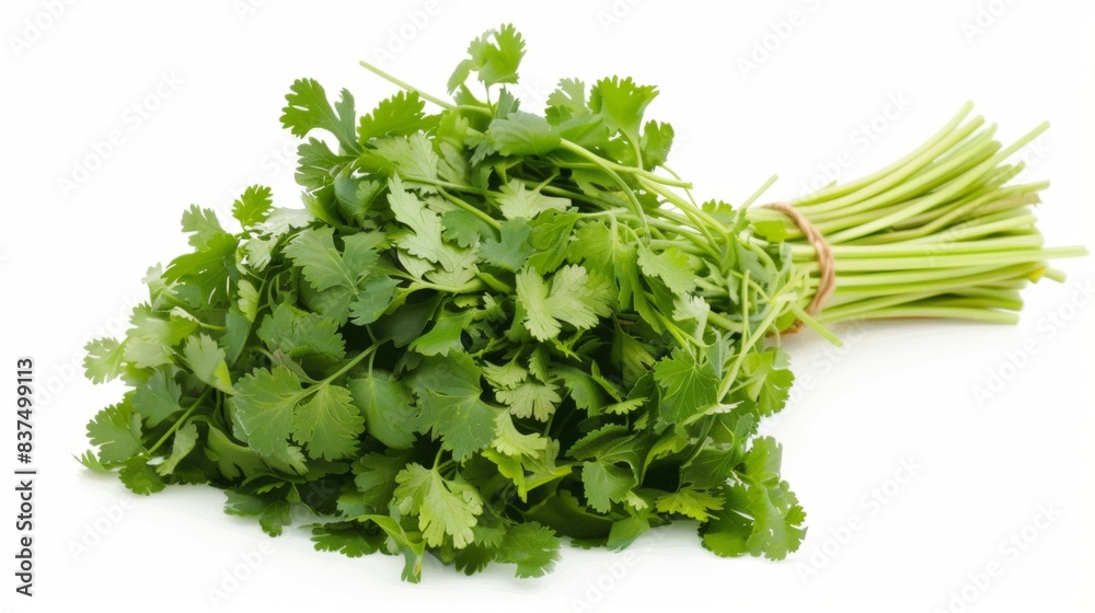 fresh coriander isolated on white background. clean fresh vegetables concept for deisgner fresh coriander isolated on white background. clean fresh vegetables concept for deisgner