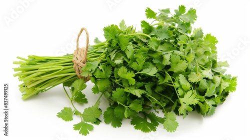 fresh coriander isolated on white background. clean fresh vegetables concept for deisgner photo