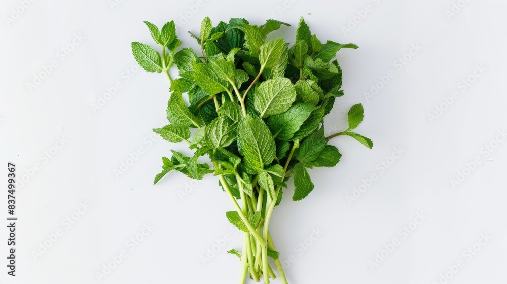 fresh mint leaves isolated on white background. clean fresh vegetables concept for deisgner fresh mint leaves isolated on white background. clean fresh vegetables concept for deisgner
