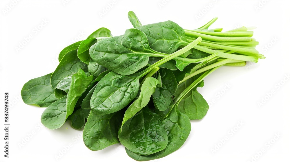 bunch of fresh spinach isolated on white background. clean fresh vegetables concept for deisgner bunch of fresh spinach isolated on white background. clean fresh vegetables concept for deisgner