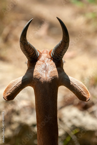 Gerenuk male horns