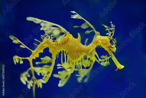 Leafy sea dragon swimming photo