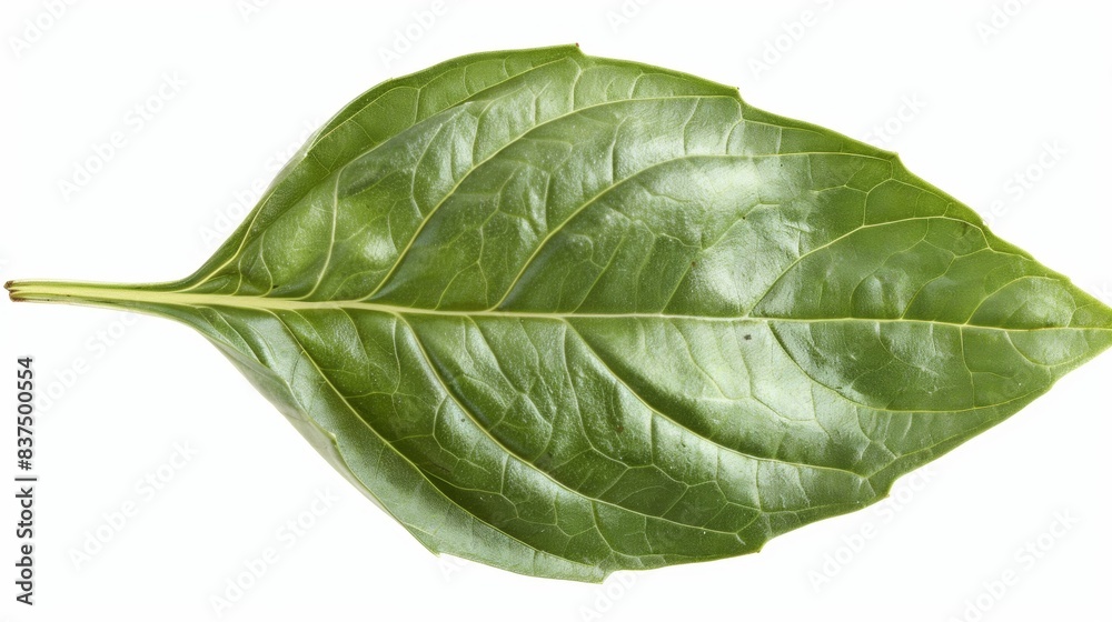 Obraz premium fresh basil leaf isolated on white background