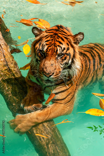 Photography Tiger resting on a log while cooling off in the water