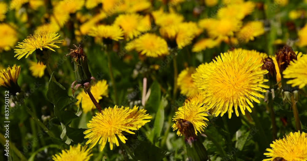 Beautiful wild yellow dandelions in the green grass in spring, a group of beautiful dandelions in spring Beautiful wild yellow dandelions in the green grass in spring, a group of beautiful dandelions in spring