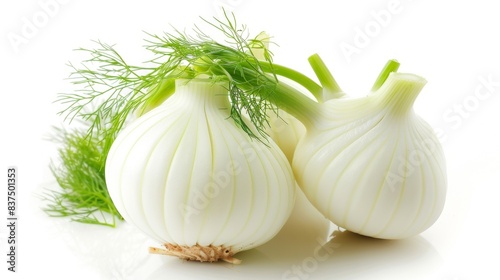 fresh fennel bulb isolated on white background. vegetable food concept