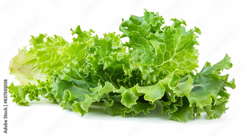 fresh green lettuce leaf isolated on white background. vegetable food concept fresh green lettuce leaf isolated on white background. vegetable food concept
