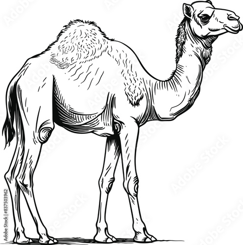Camel Line Art Vector Icon On White Background