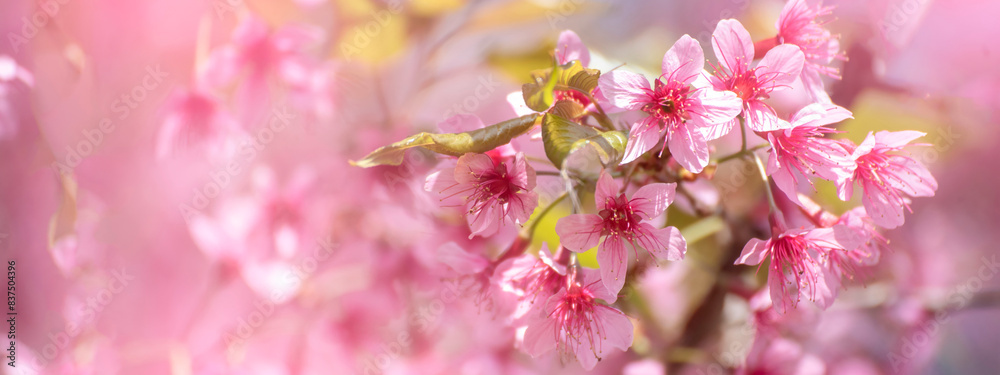 Banner Pink sweet Pastel flower floral soft nature blossom blurred background. Romance pinky plum botanical bloom spring season. Panorama Blurry Cherry blossom petals garden with copy space Banner Pink sweet Pastel flower floral soft nature blossom blurred background. Romance pinky plum botanical bloom spring season. Panorama Blurry Cherry blossom petals garden with copy space